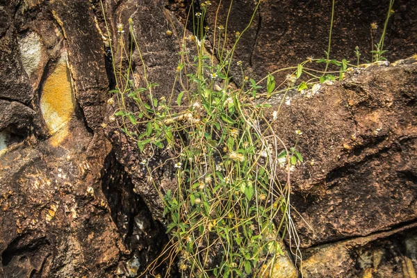 Природа Ландшафт Гоа — стоковое фото
