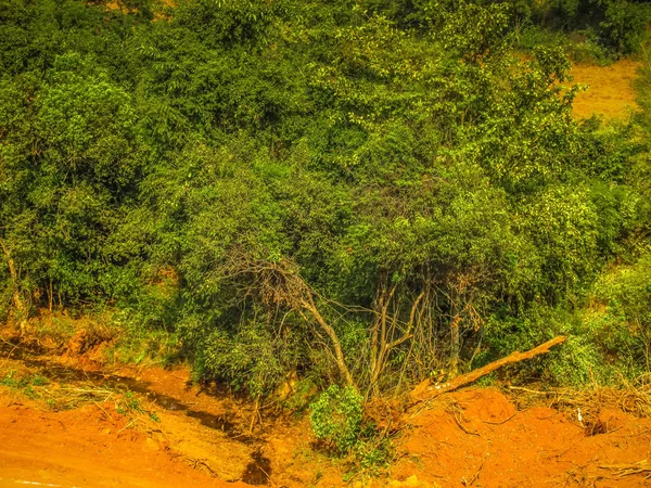 Природа Ландшафт Півдні Індії Гоа — стокове фото