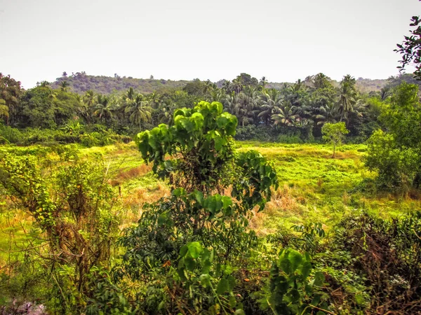 Nature Landscape Goa Southern India — Stock Photo, Image