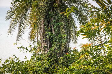 Güney Hindistan'da orman yolu