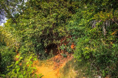 Güney Hindistan'da orman yolu