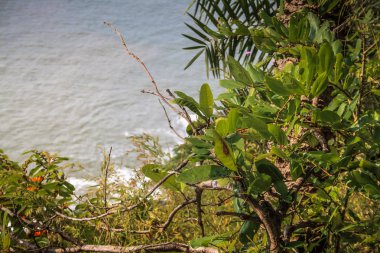 Güney Hindistan'da orman yolu