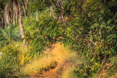 Güney Hindistan'da orman yolu
