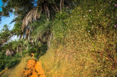 Güney Hindistan'da orman yolu