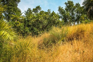 Güney Hindistan'da orman yolu