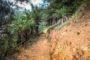 Güney Hindistan'da orman yolu