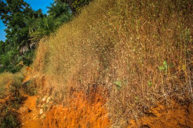 Güney Hindistan'da orman yolu