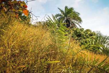 Güney Hindistan'da orman yolu