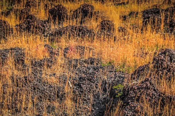 Naturaleza Paisaje Goa Sur India — Foto de Stock