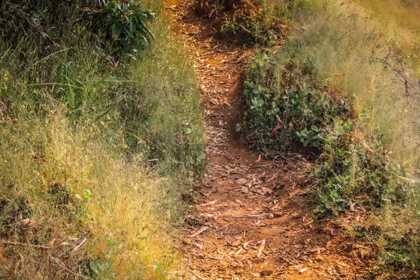 Chemin Dans Jungle Dans Sud Inde — Photo