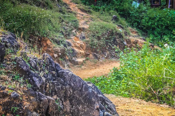 Path in the jungle in southern India