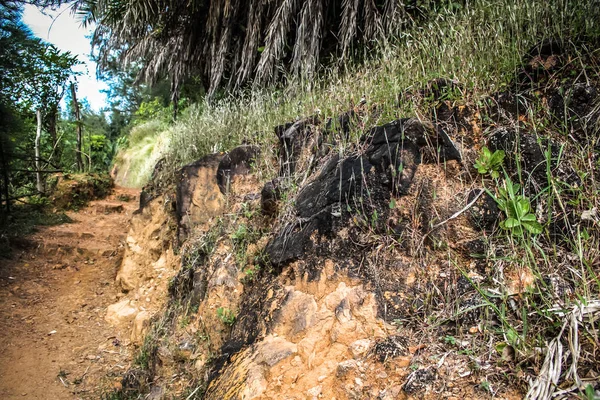 Chemin Dans Jungle Dans Sud Inde — Photo