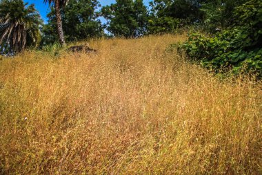 Güney Hindistan'da orman yolu