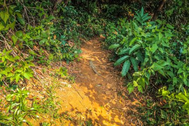 Güney Hindistan'da orman yolu