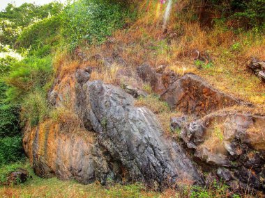 Güney Hindistan'da orman yolu