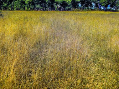 Güney Hindistan'da orman yolu