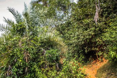 Güney Hindistan'da orman yolu