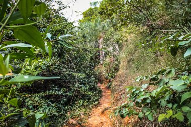 Güney Hindistan'da orman yolu