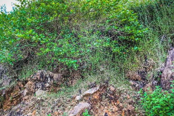 Chemin Dans Jungle Dans Sud Inde — Photo
