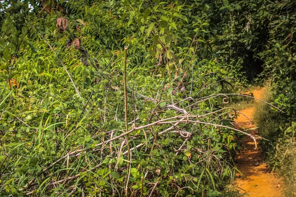 Caminho Selva Sul Índia — Fotografia de Stock