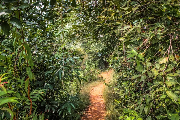 Chemin Dans Jungle Dans Sud Inde — Photo