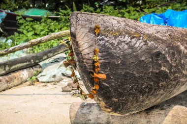 Güney Hindistan'da bir balık tekne closeup