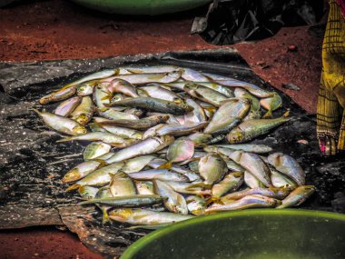 Balıklar ve deniz ürünleri farklı türde closeup Güney Hindistan'da balık pazarında satılan