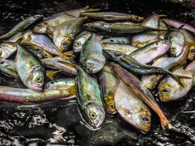 Balıklar ve deniz ürünleri farklı türde closeup Güney Hindistan'da balık pazarında satılan