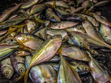 Balıklar ve deniz ürünleri farklı türde closeup Güney Hindistan'da balık pazarında satılan