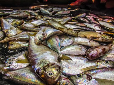 Balıklar ve deniz ürünleri farklı türde closeup Güney Hindistan'da balık pazarında satılan