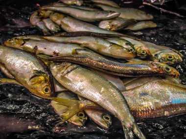 Balıklar ve deniz ürünleri farklı türde closeup Güney Hindistan'da balık pazarında satılan