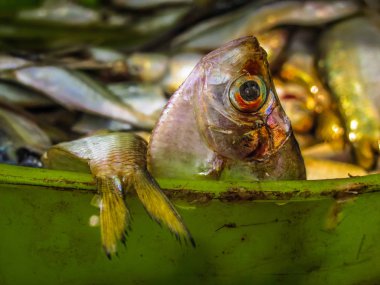 Balıklar ve deniz ürünleri farklı türde closeup Güney Hindistan'da balık pazarında satılan