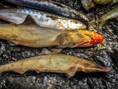 Balıklar ve deniz ürünleri farklı türde closeup Güney Hindistan'da balık pazarında satılan