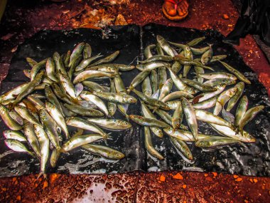 Balıklar ve deniz ürünleri farklı türde closeup Güney Hindistan'da balık pazarında satılan