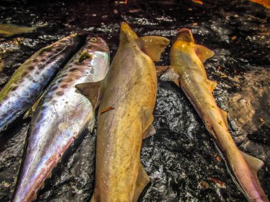 Balıklar ve deniz ürünleri farklı türde closeup Güney Hindistan'da balık pazarında satılan