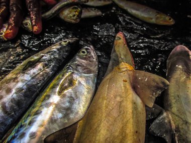 Balıklar ve deniz ürünleri farklı türde closeup Güney Hindistan'da balık pazarında satılan