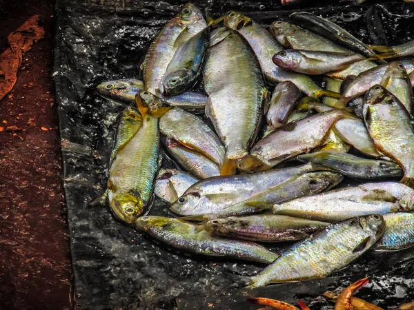 Balıklar ve deniz ürünleri farklı türde closeup Güney Hindistan'da balık pazarında satılan