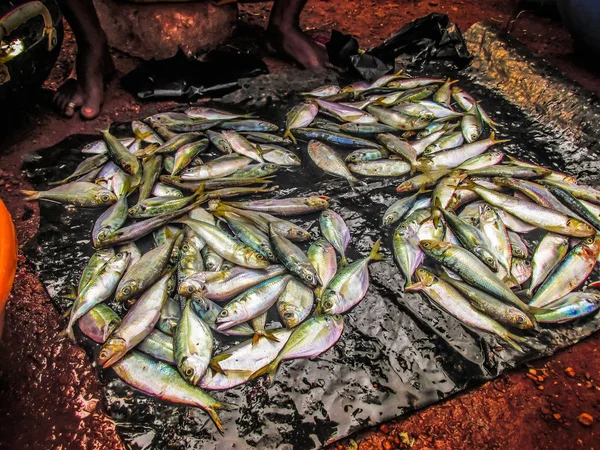 Крупним Планом Різні Види Риби Морепродуктів Які Продаються Рибний Ринок — стокове фото