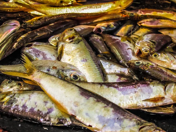 Balıklar Deniz Ürünleri Farklı Türde Closeup Güney Hindistan Balık Pazarında — Stok fotoğraf