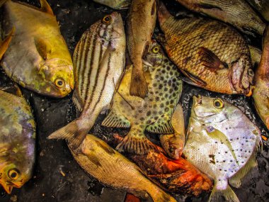 Balıklar ve deniz ürünleri farklı türde closeup Güney Hindistan'da balık pazarında satılan