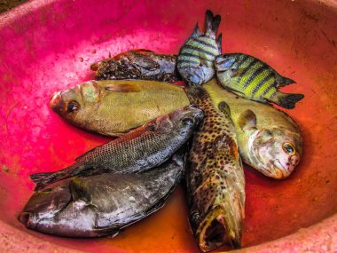 Balıklar ve deniz ürünleri farklı türde closeup Güney Hindistan'da balık pazarında satılan
