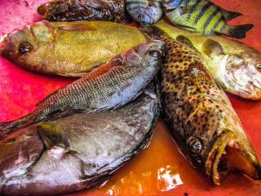 Balıklar ve deniz ürünleri farklı türde closeup Güney Hindistan'da balık pazarında satılan