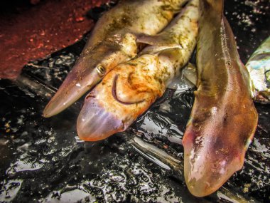 Balıklar ve deniz ürünleri farklı türde closeup Güney Hindistan'da balık pazarında satılan