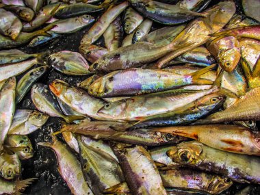 Balıklar ve deniz ürünleri farklı türde closeup Güney Hindistan'da balık pazarında satılan