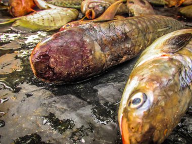 Balıklar ve deniz ürünleri farklı türde closeup Güney Hindistan'da balık pazarında satılan