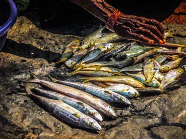 Balıklar ve deniz ürünleri farklı türde closeup Güney Hindistan'da balık pazarında satılan