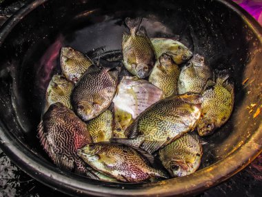 Balıklar ve deniz ürünleri farklı türde closeup Güney Hindistan'da balık pazarında satılan
