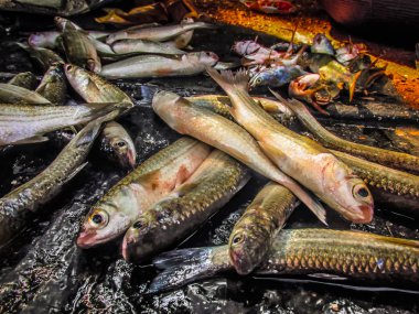 Balıklar ve deniz ürünleri farklı türde closeup Güney Hindistan'da balık pazarında satılan