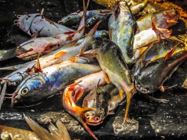 Balıklar ve deniz ürünleri farklı türde closeup Güney Hindistan'da balık pazarında satılan