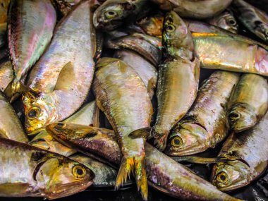 Balıklar ve deniz ürünleri farklı türde closeup Güney Hindistan'da balık pazarında satılan